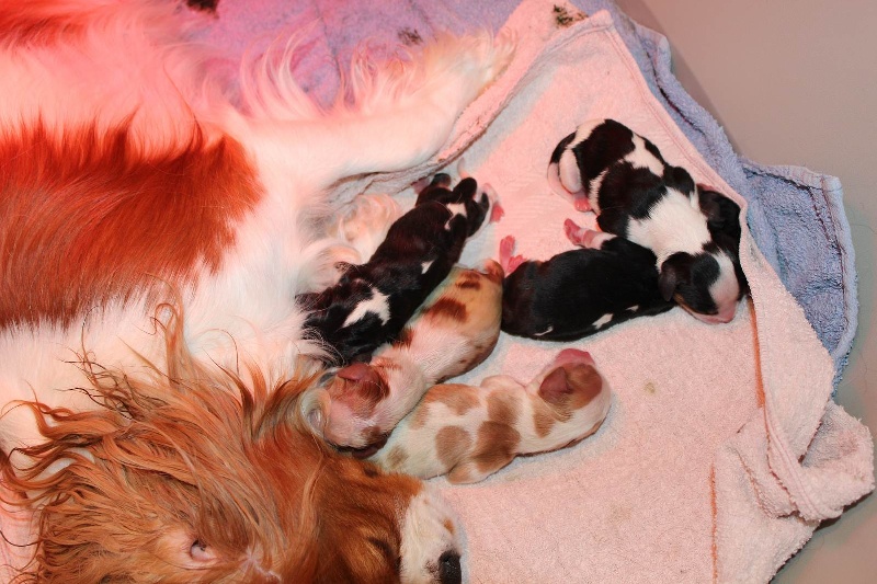 Du Royaume De Tipi - Cavalier King Charles Spaniel - Portée née le 18/07/2013