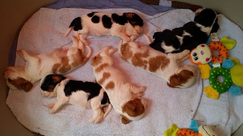 Du Royaume De Tipi - Cavalier King Charles Spaniel - Portée née le 18/04/2015